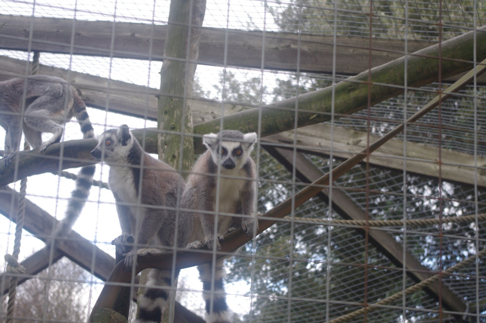 Ring-Tailed Lemurs- Hamerton Zoo Park 6/3/2022