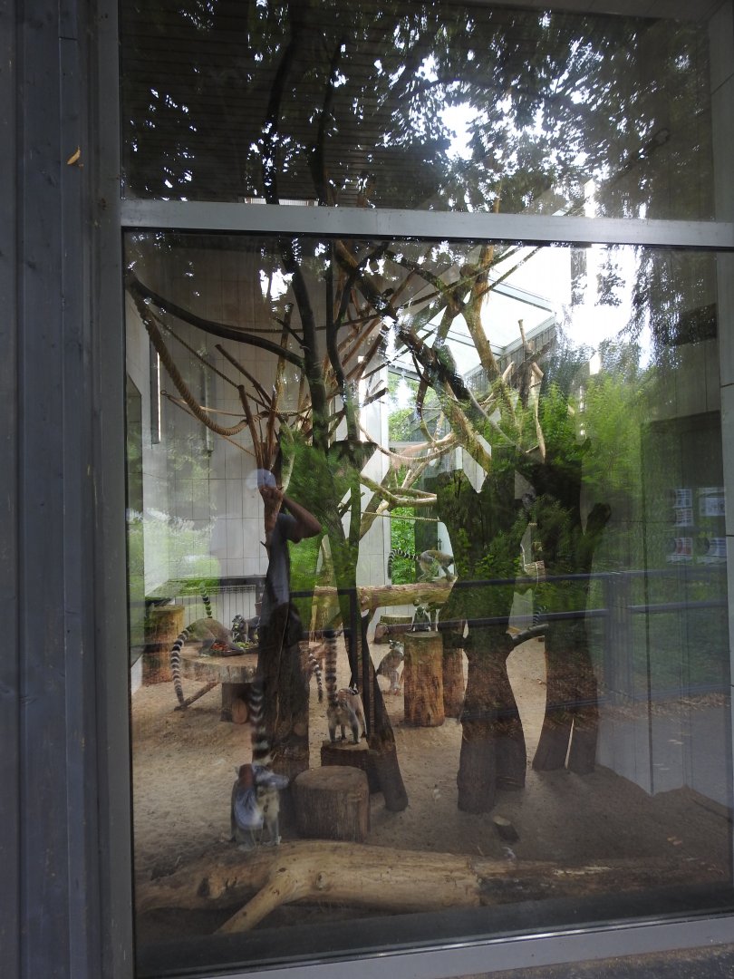 Ring-tailed lemurs house