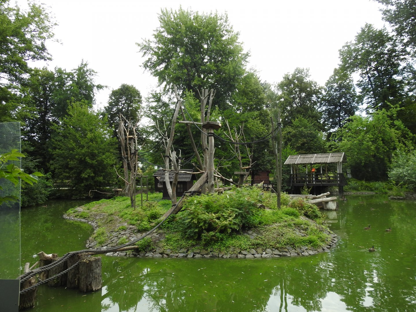 Ring-tailed lemurs house