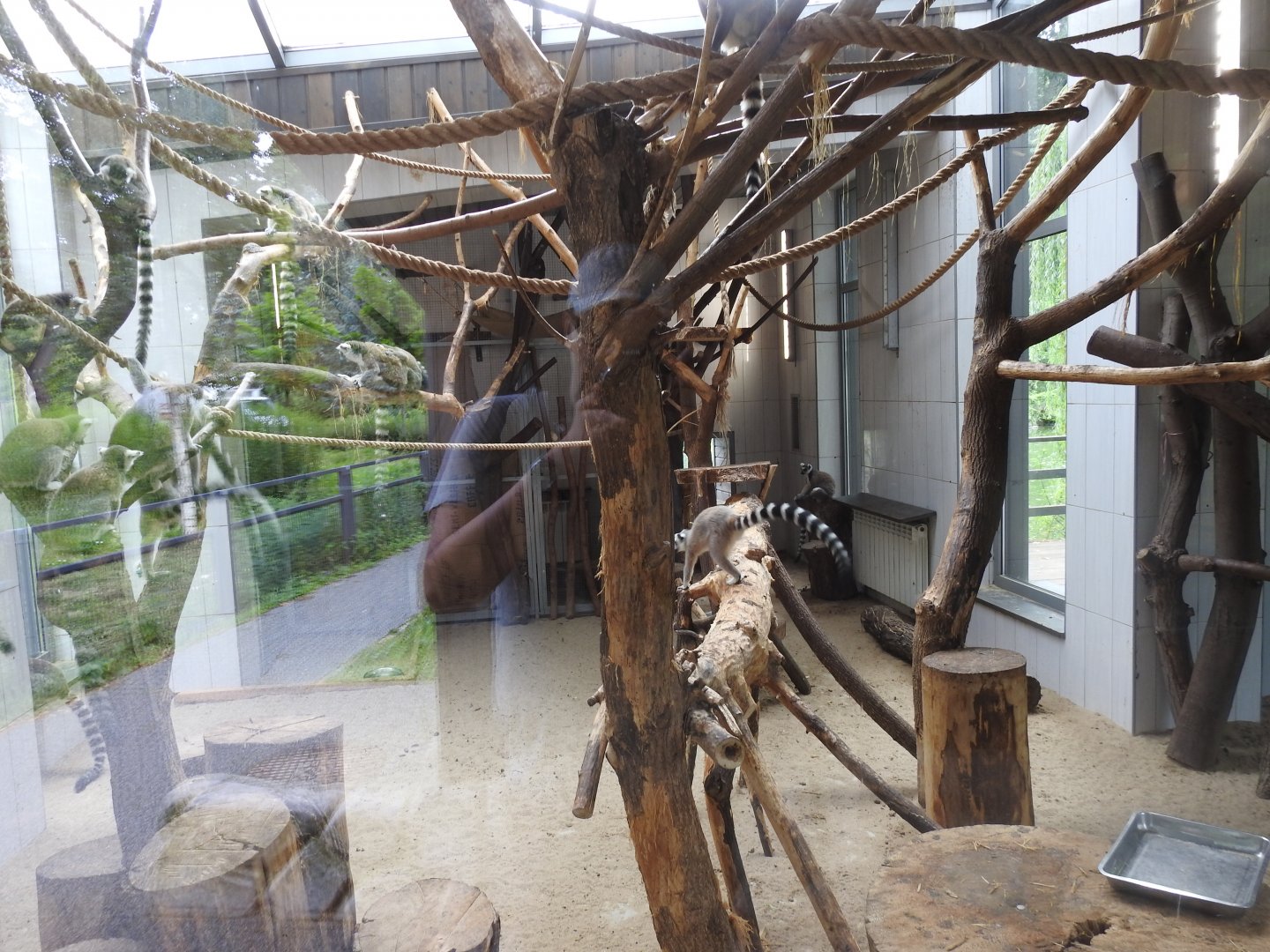 Ring-tailed lemurs house