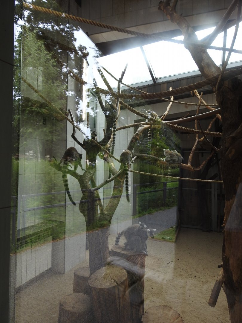 Ring-tailed lemurs house