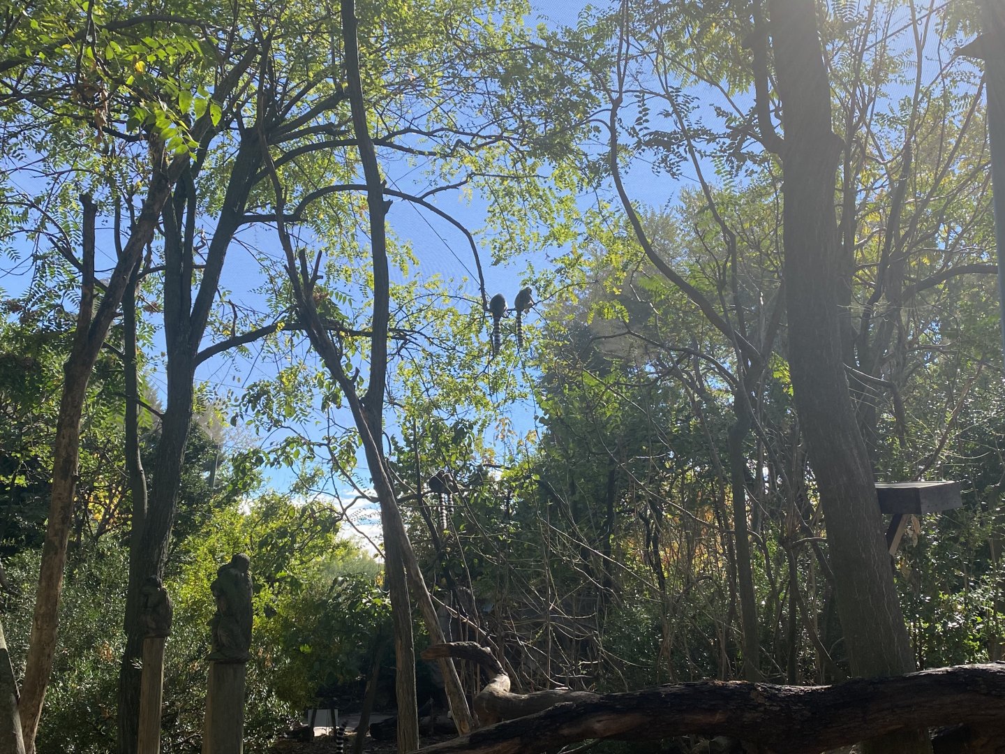 Ring-tailed lemurs image 2