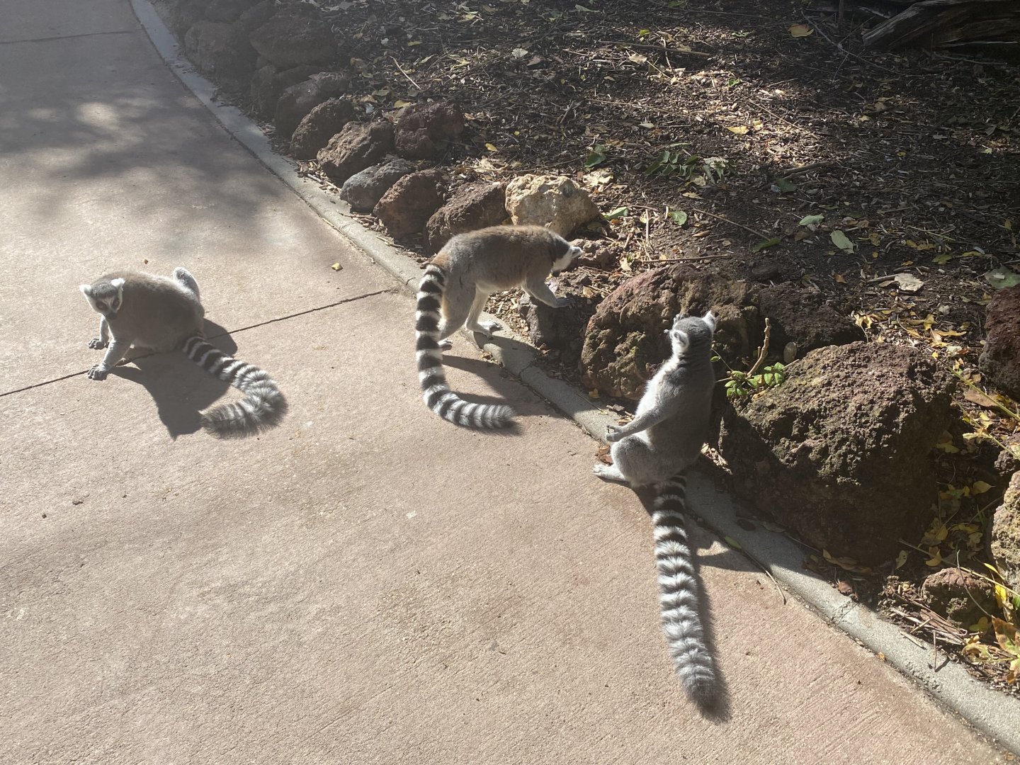 Ring-tailed lemurs image 4