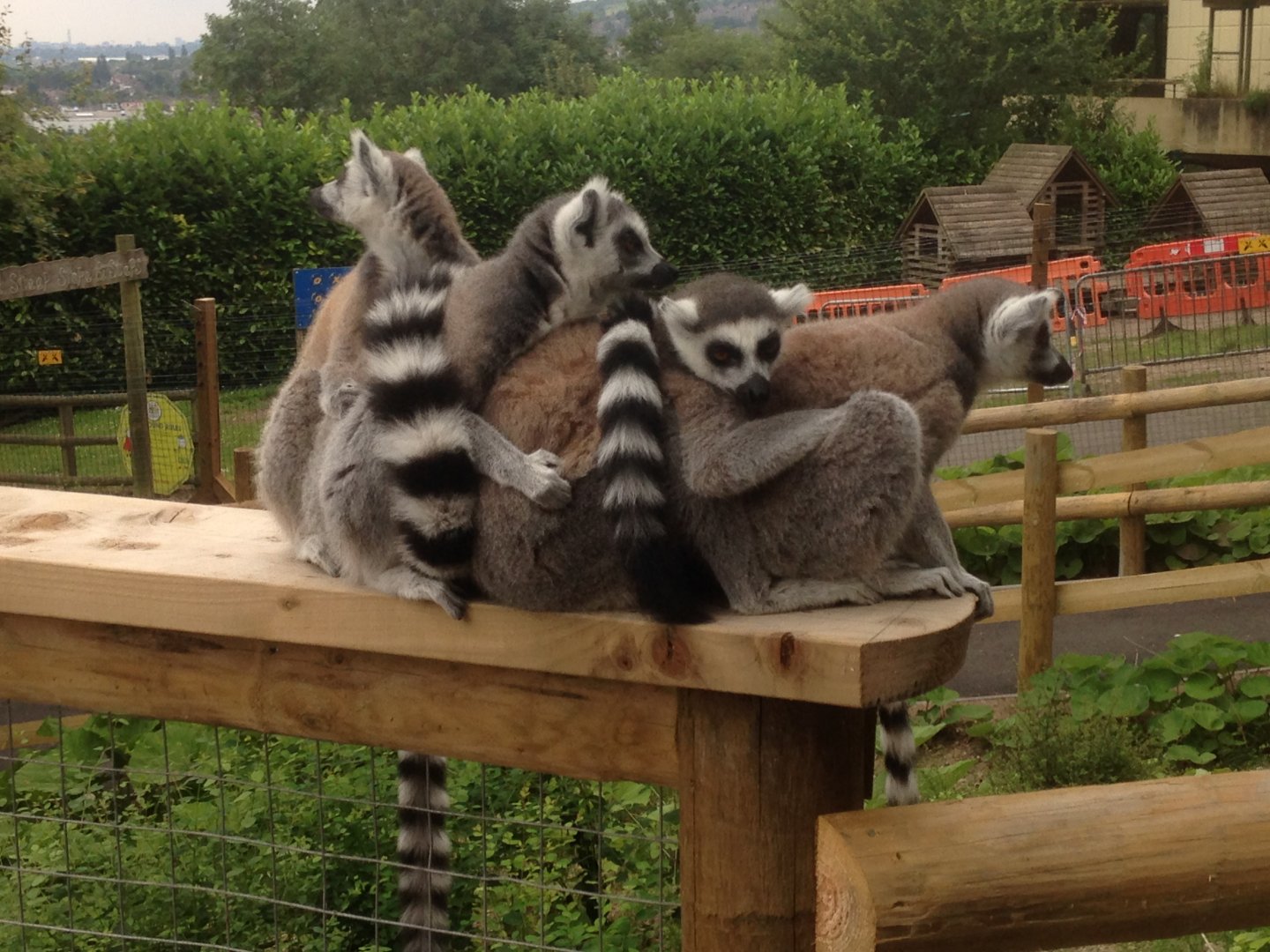 Ring-tailed lemurs in Lemur Wood, 9th July 2019