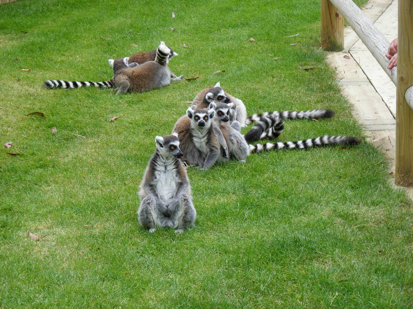 Ring-tailed lemurs in Lemurland exhibit at Drusillas Park, 23 May 2009