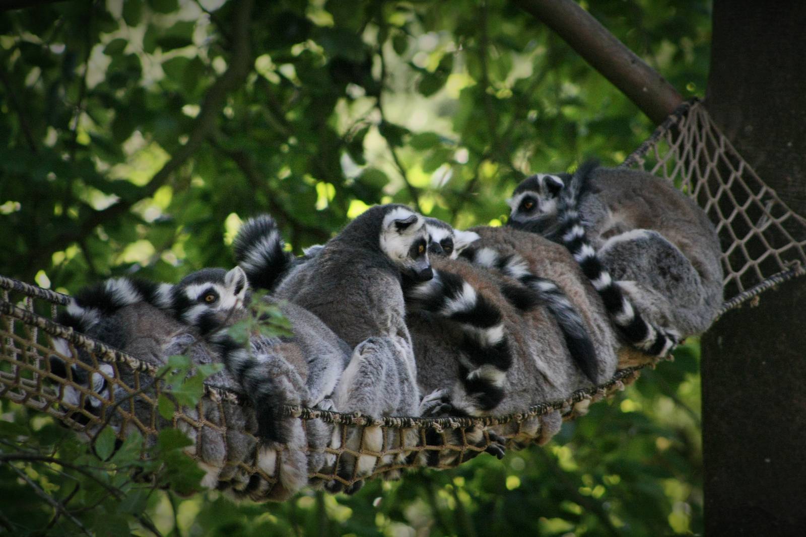 Ring Tailed Lemurs in New Enclosure.