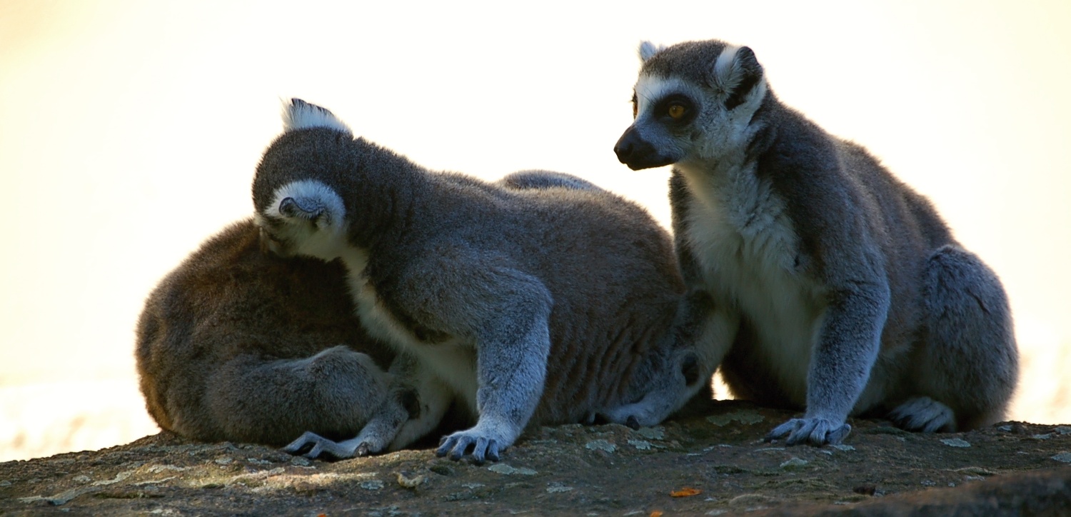 Ring-tailed lemurs in Pilsen Zoo