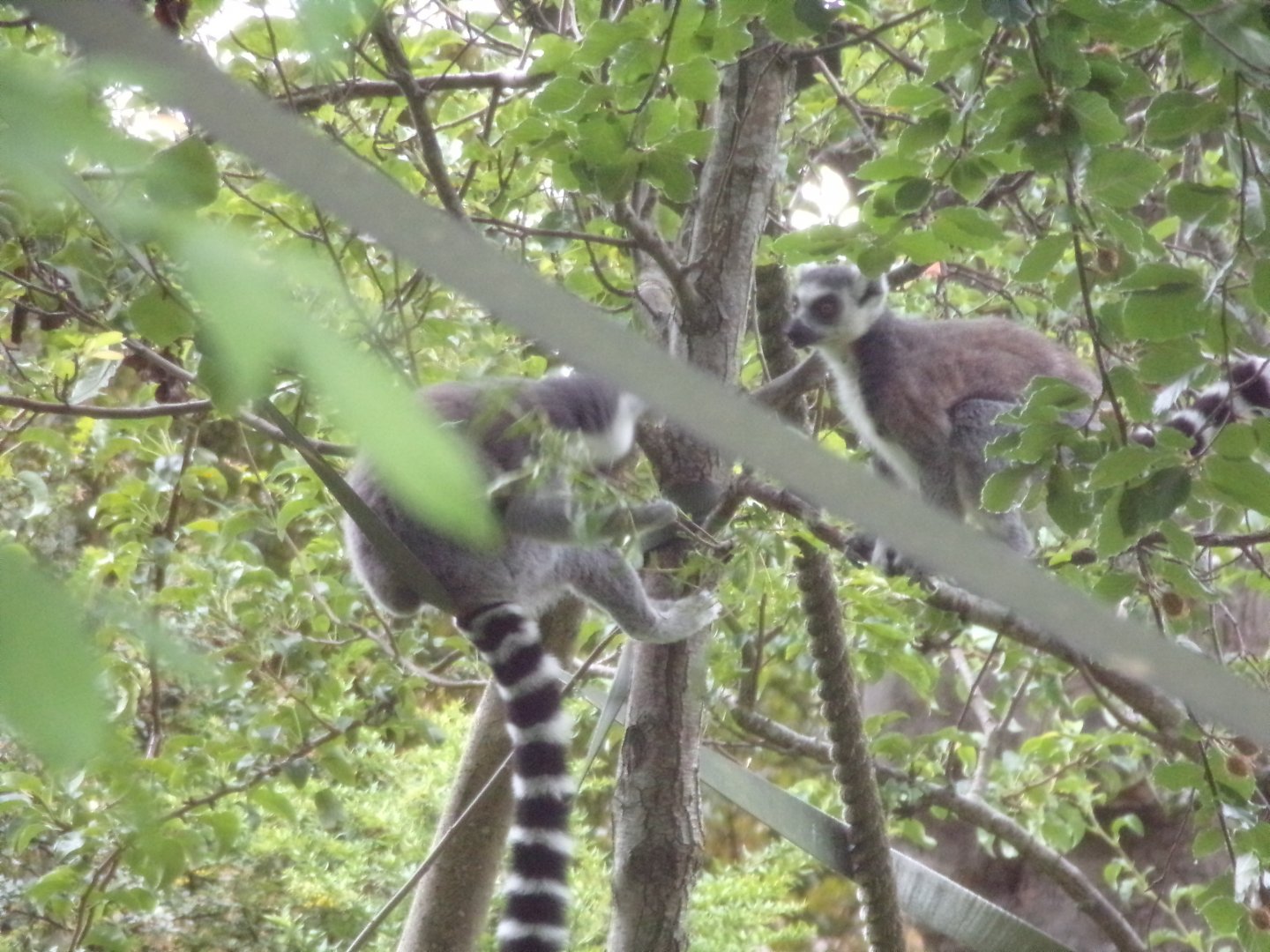 Ring-tailed lemurs in the evening 22.7.23
