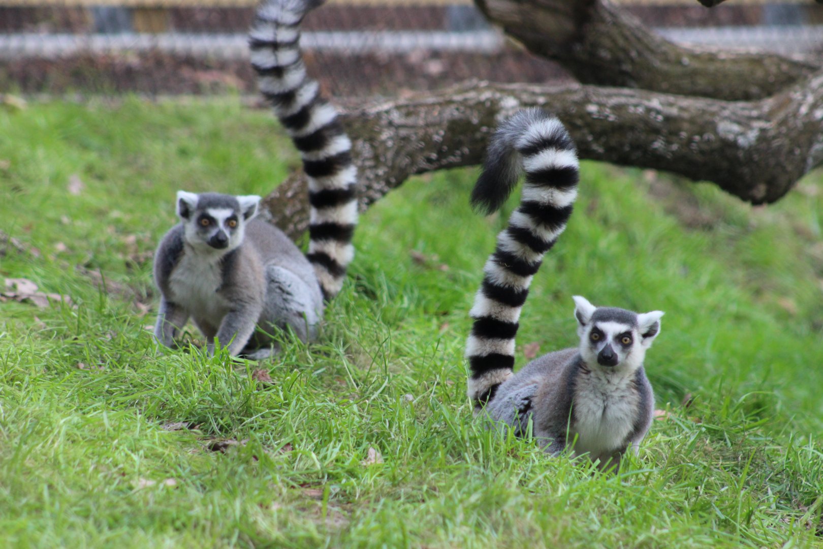 Ring-tailed Lemurs in the new exhibit
