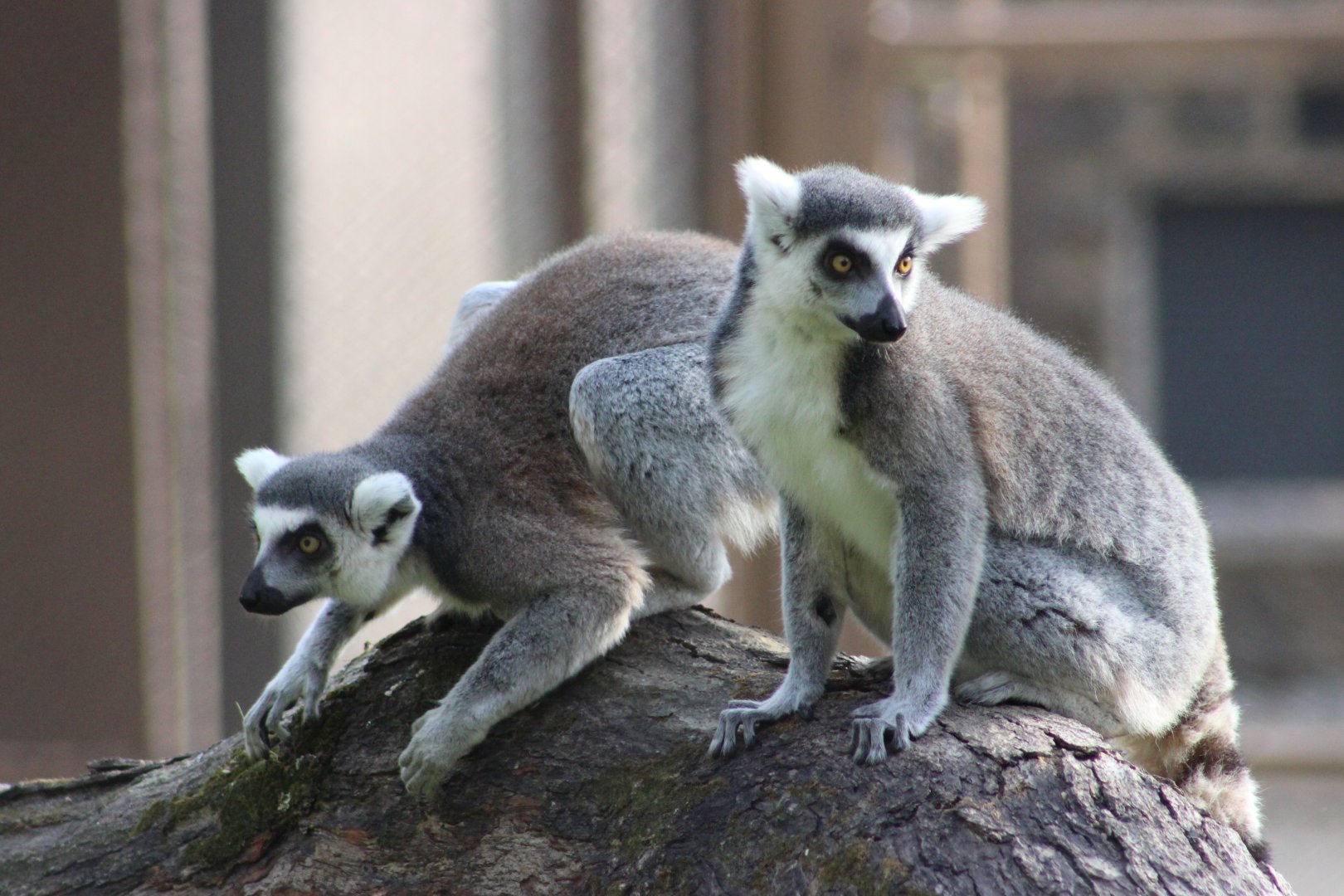 Ring Tailed Lemurs in the new exhibit