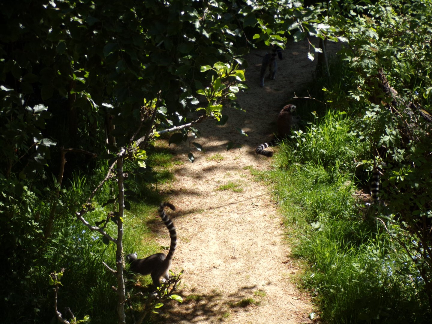 Ring-tailed lemurs in the shade 20.5.24