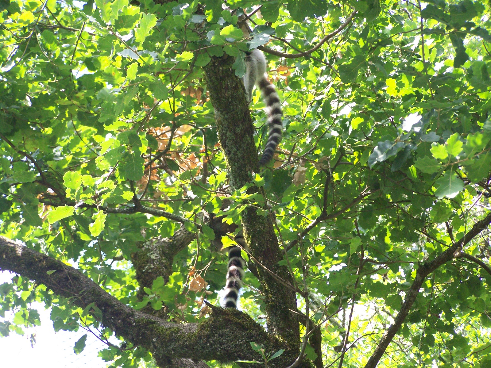 Ring-tailed lemurs in trees