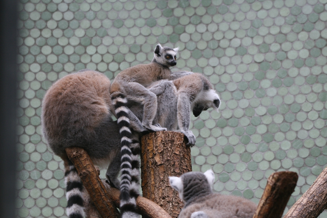 Ring-tailed Lemurs inc Young