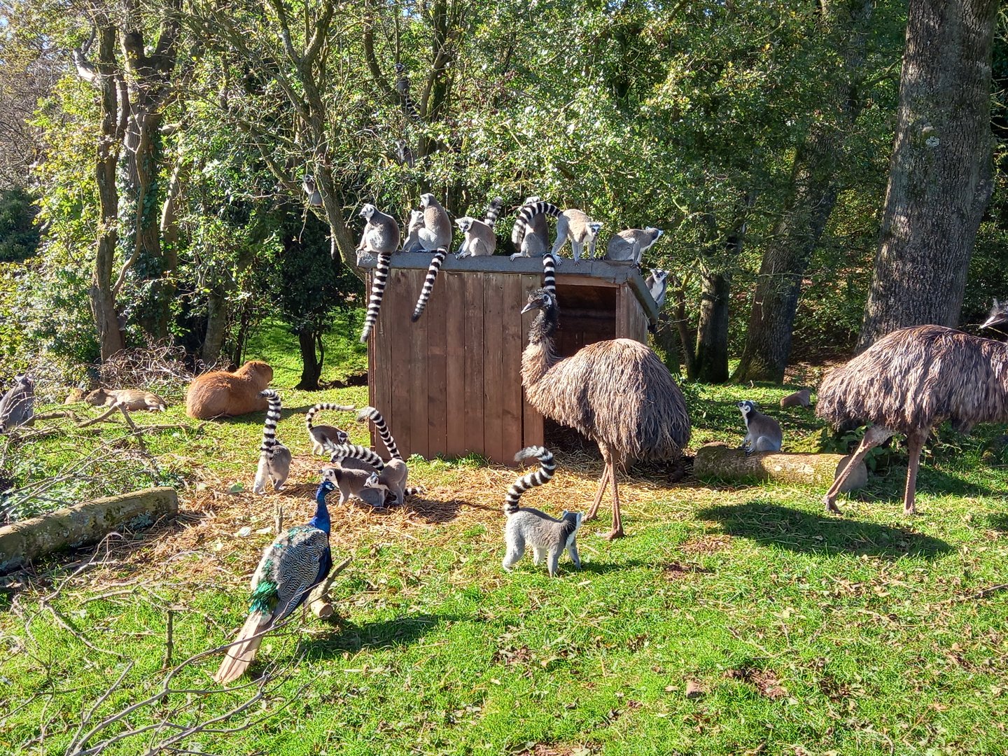 Ring-tailed Lemurs, Indian Peafowl, Capybaras and Emu