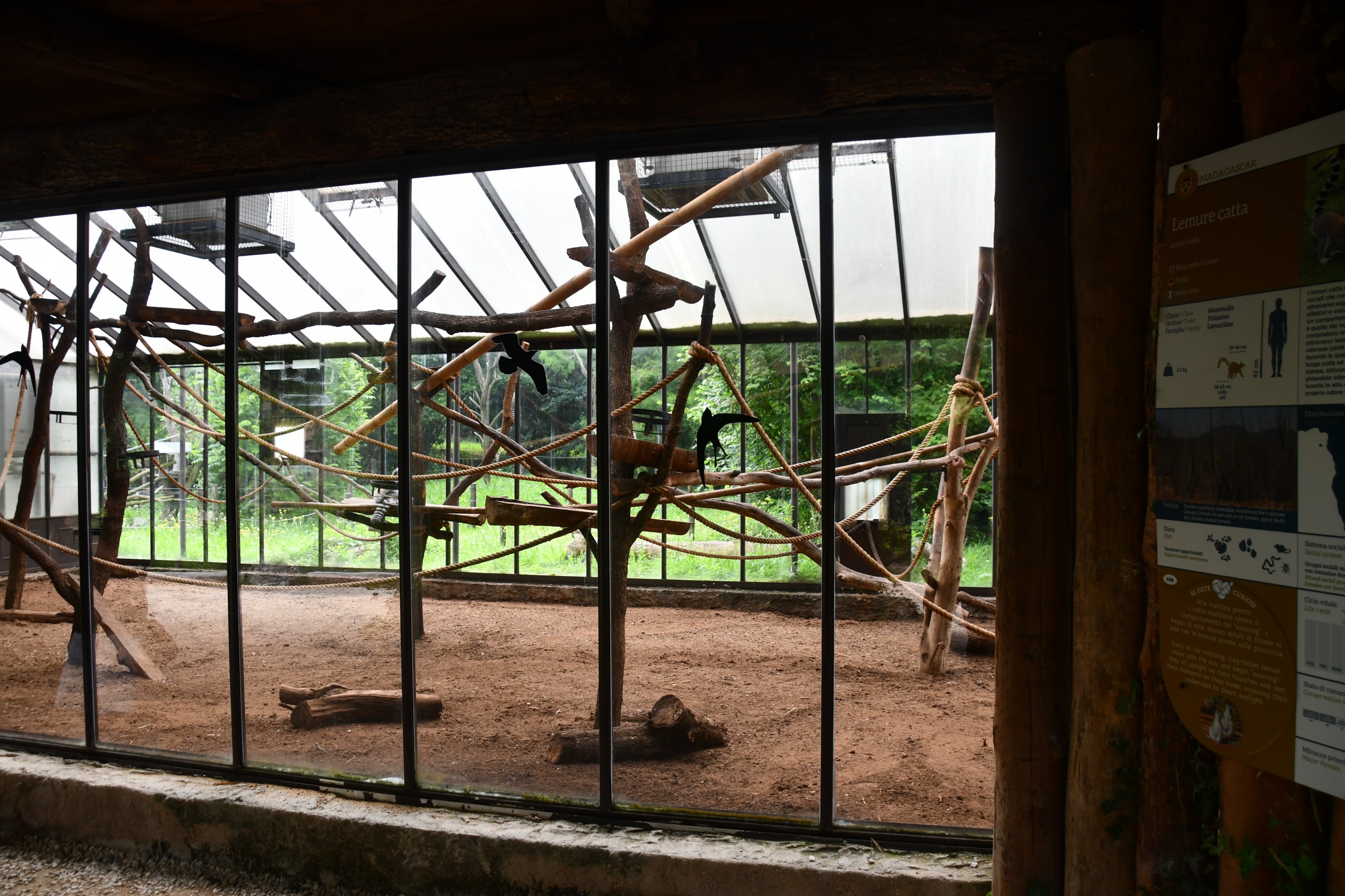 Ring-tailed Lemurs indoor exhibit
