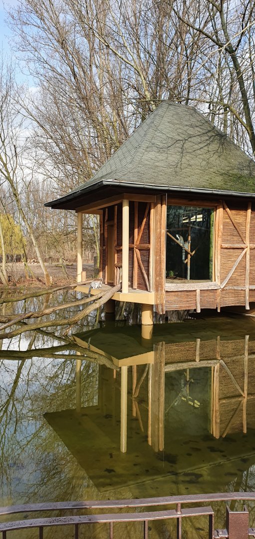 Ring tailed lemurs island house