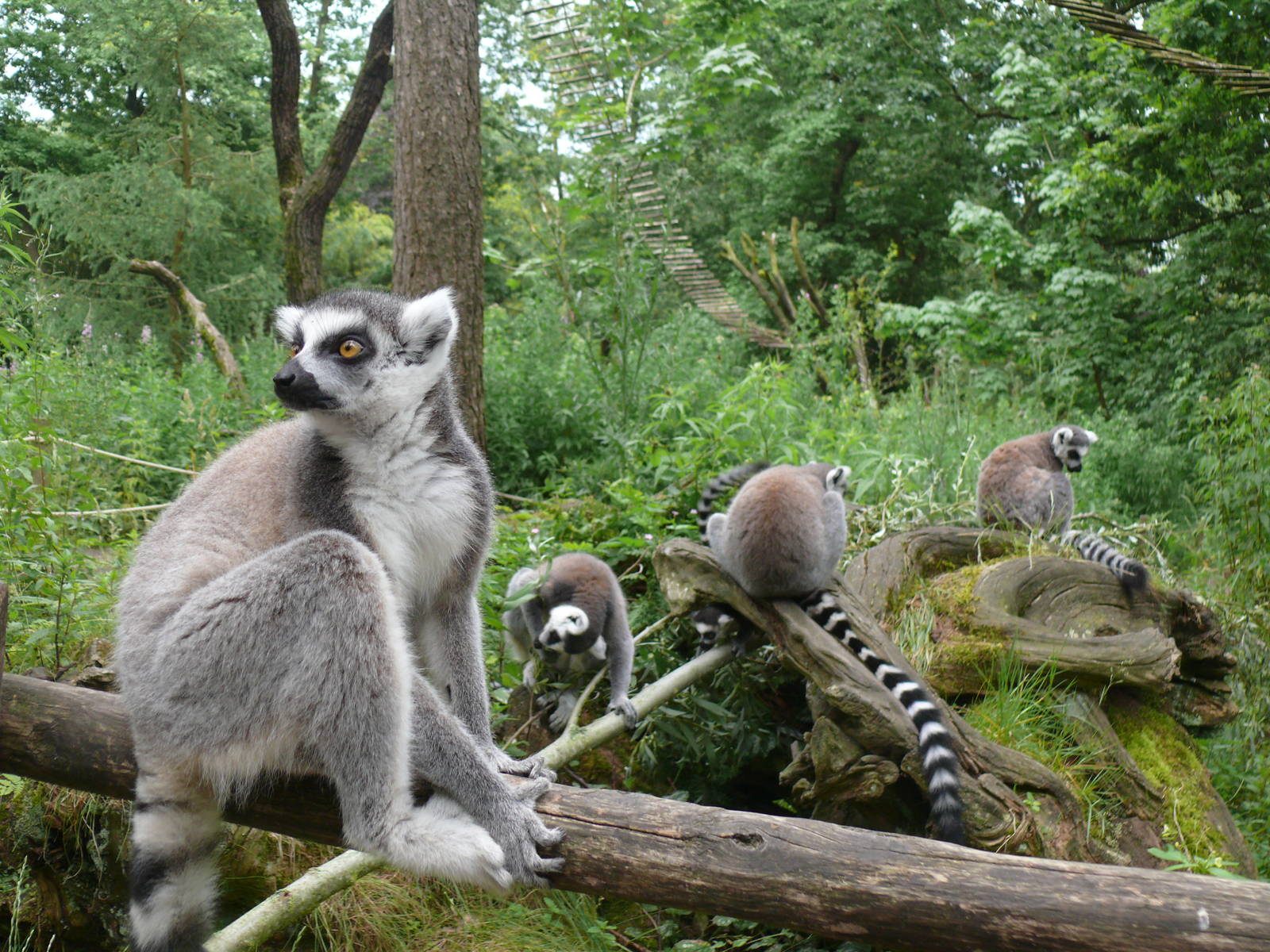 Ring-tailed lemurs, July 2012