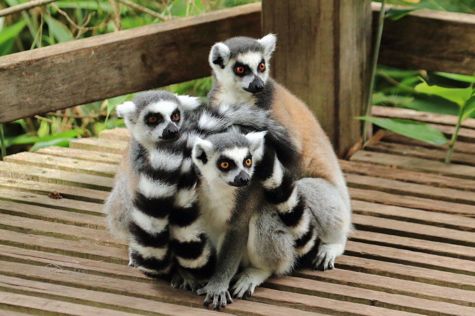 Ring-tailed lemurs (July 2020)