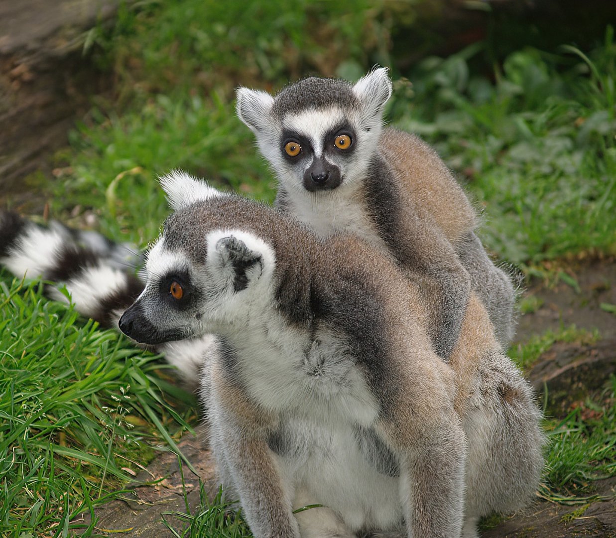 Ring-tailed lemurs (Lemur catta), 2007-09-16