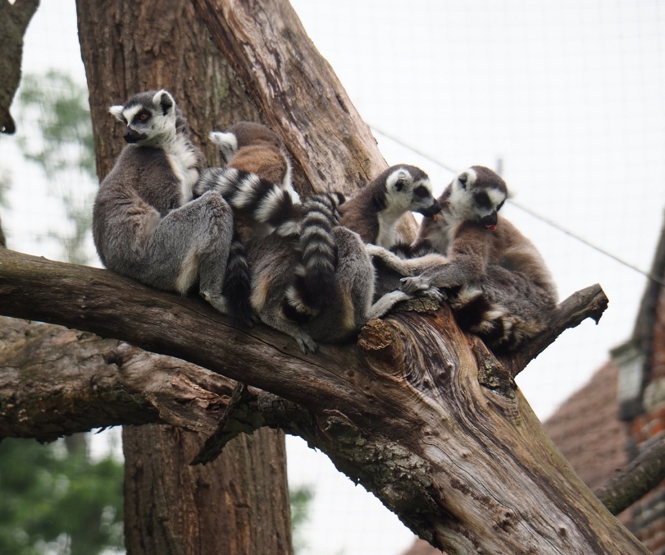 Ring-tailed lemurs (Lemur catta), 2019-06-26