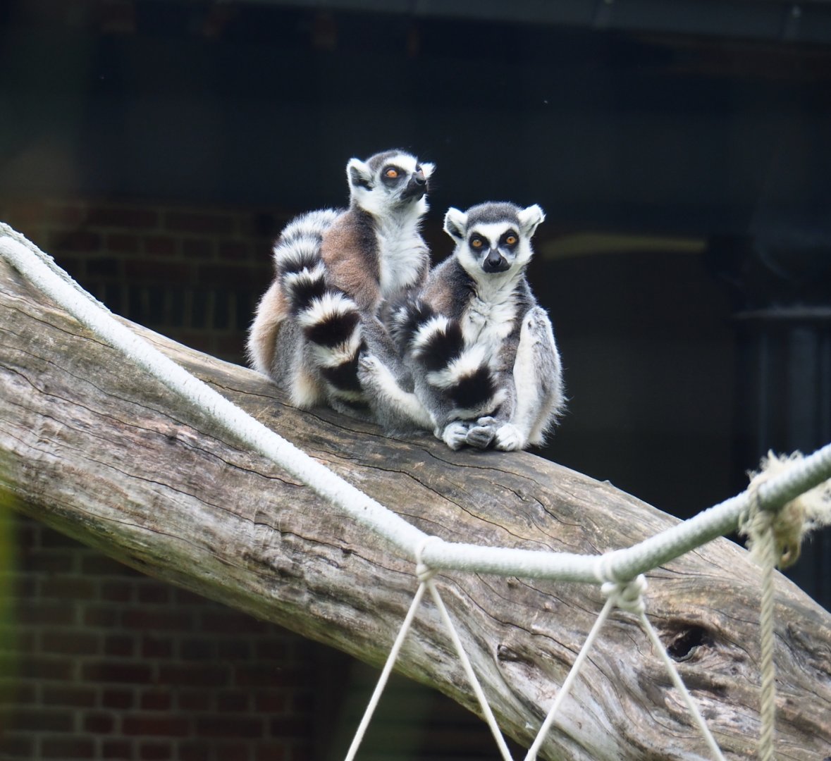 Ring-tailed lemurs (Lemur catta), 2019-06-26