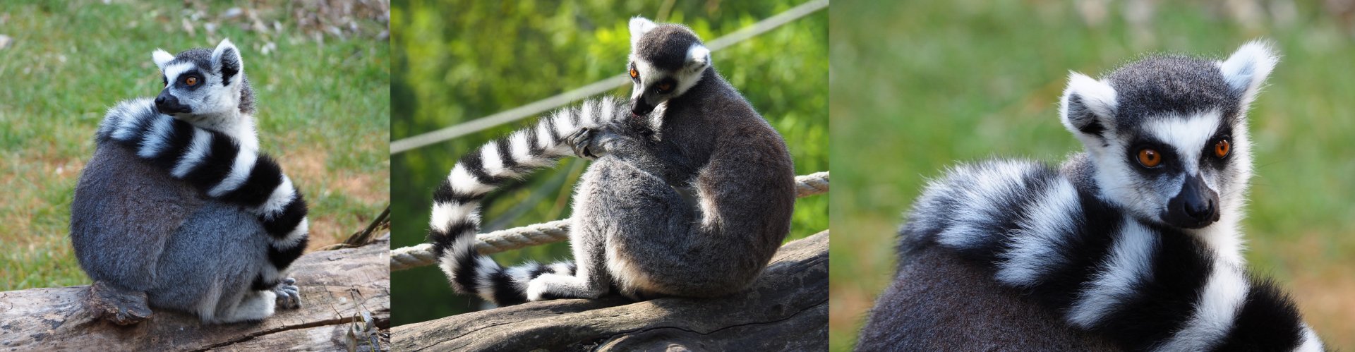 Ring-tailed lemurs (Lemur catta) 2020-08-15