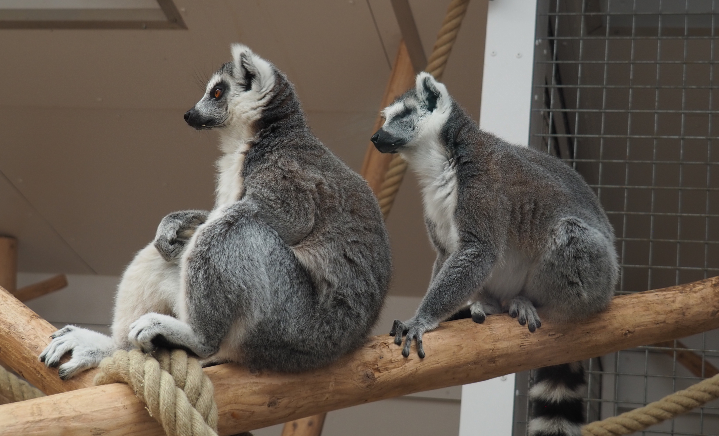 Ring-tailed lemurs (Lemur catta), 2020-09-12