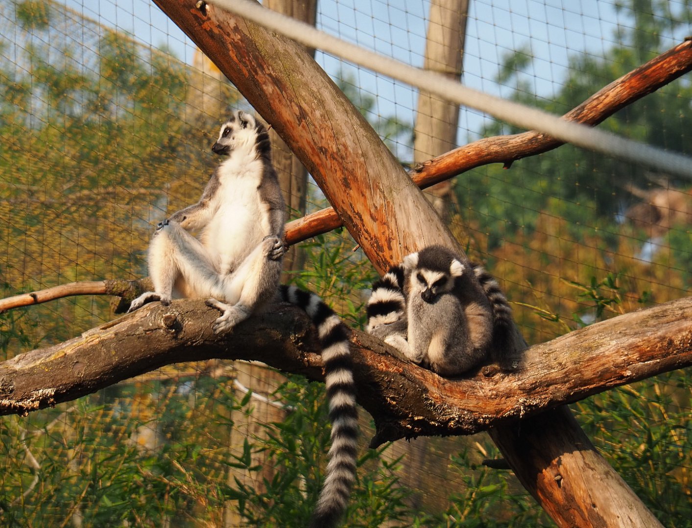Ring-tailed lemurs (Lemur catta), 2020-09-16