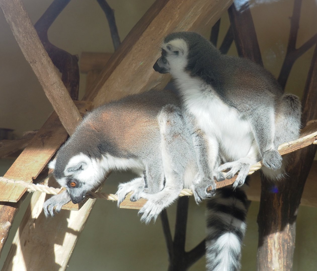 Ring-tailed lemurs (Lemur catta), 2021-12-22