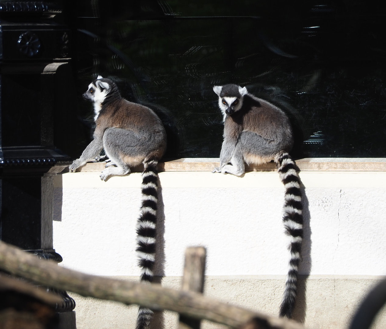 Ring-tailed lemurs (Lemur catta), 2022-03-08