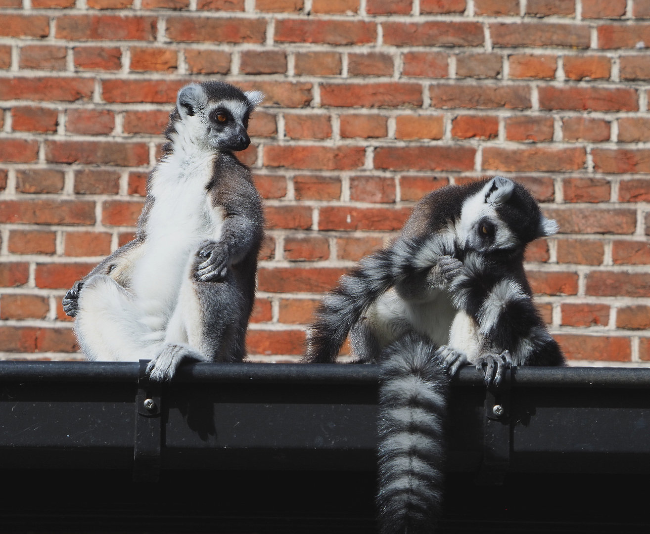Ring-tailed lemurs (Lemur catta), 2022-04-12