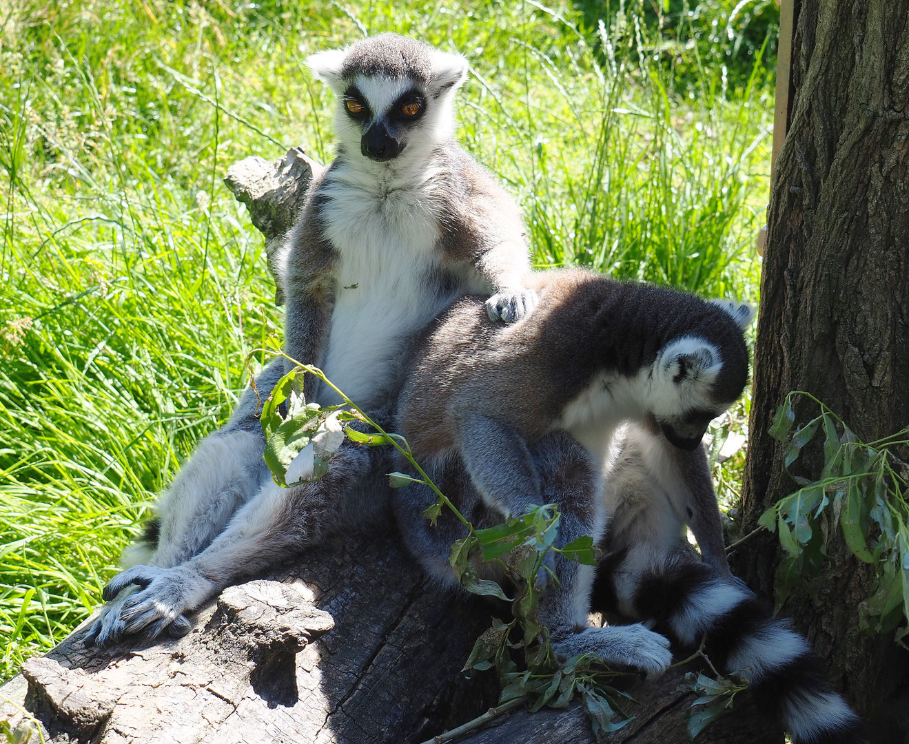 Ring-tailed lemurs (Lemur catta), 2022-06-15