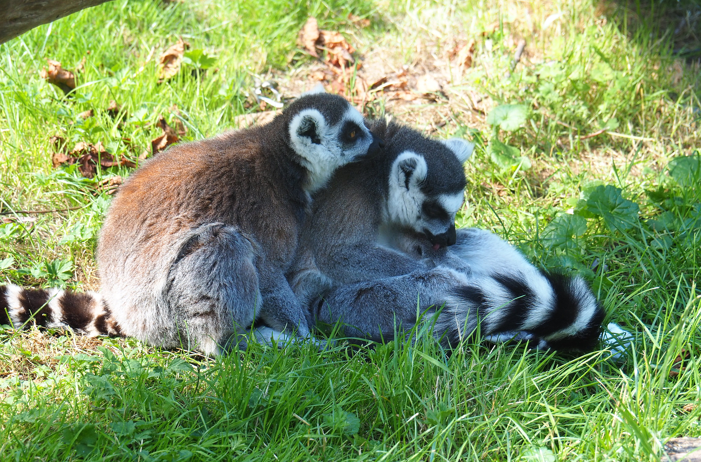 Ring-tailed lemurs (Lemur catta), 2022-07-03