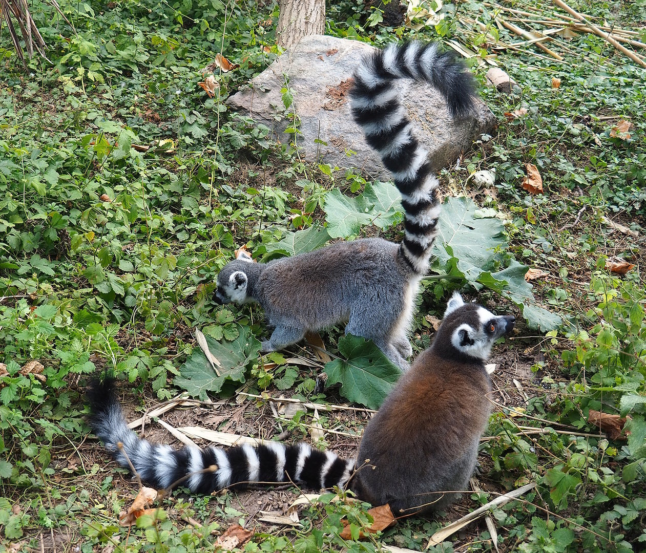 Ring-tailed lemurs (Lemur catta), 2022-08-28