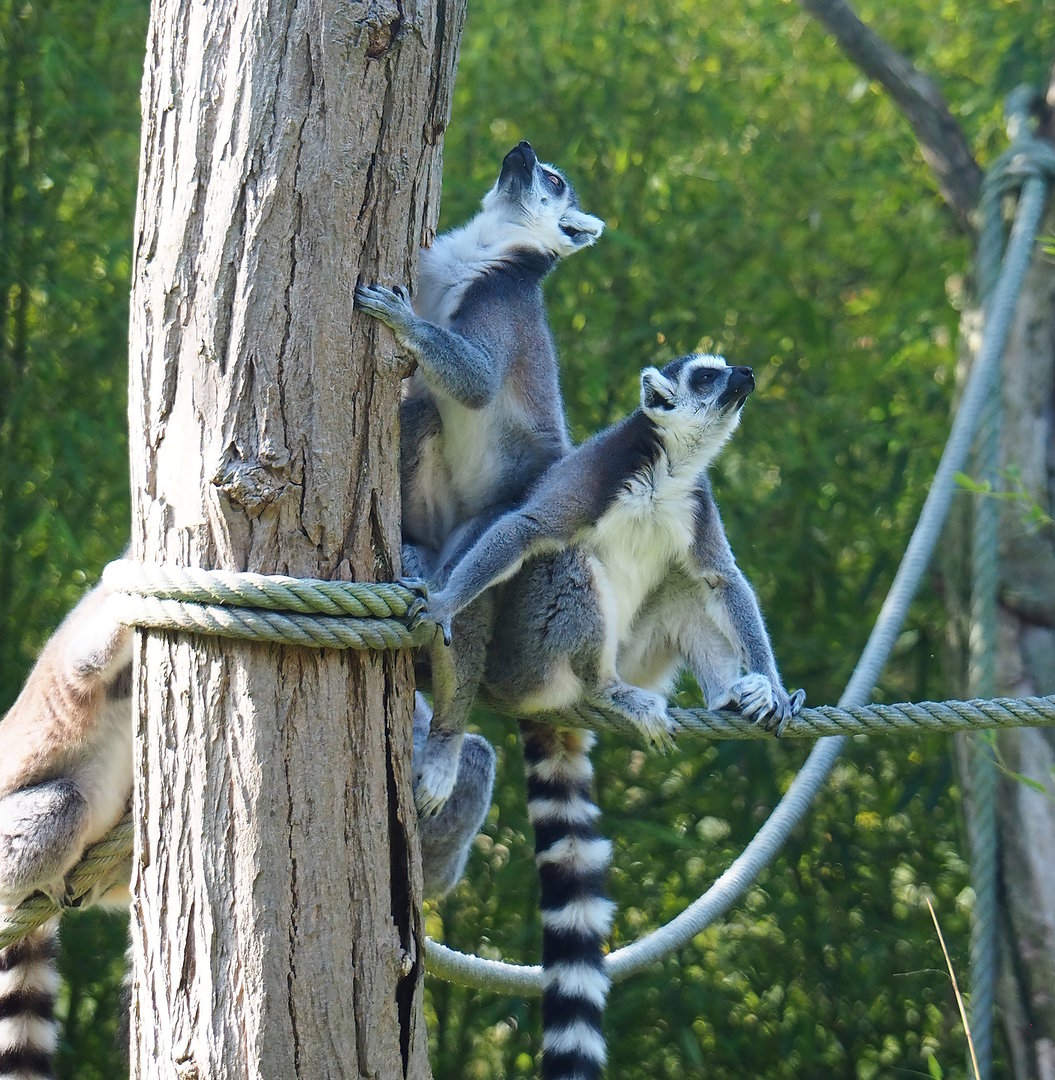 Ring-tailed lemurs (Lemur catta), 2022-09-12
