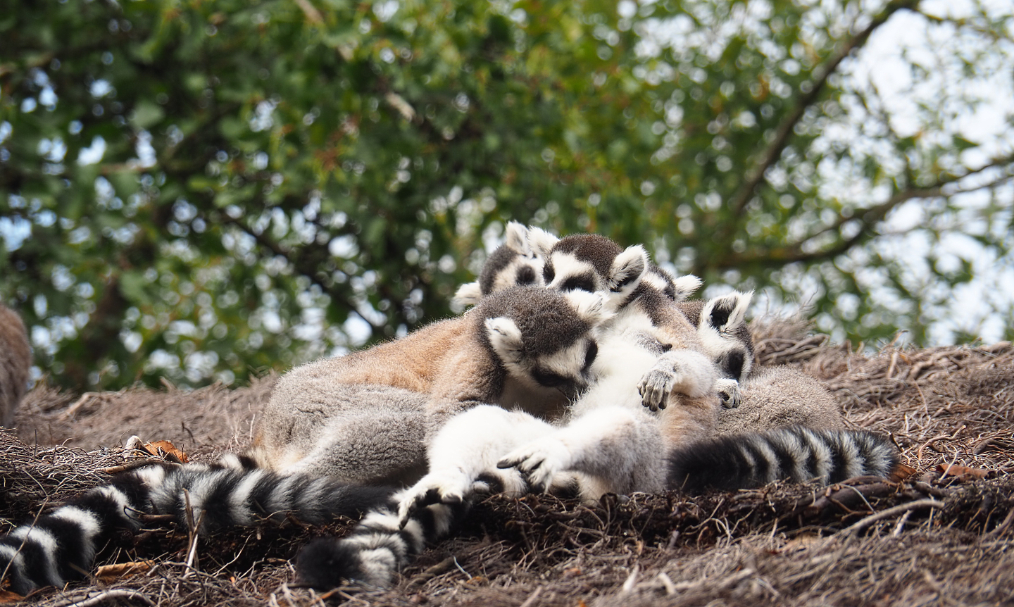 Ring-tailed lemurs (Lemur catta), 2022-09-15