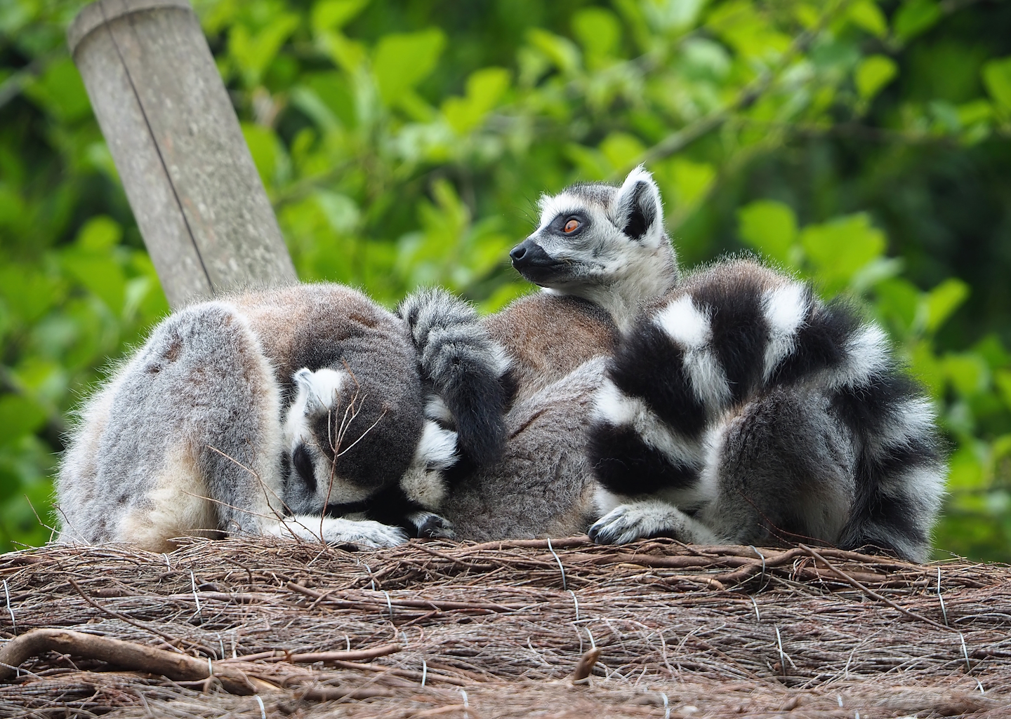 Ring-tailed lemurs (Lemur catta), 2023-05-15