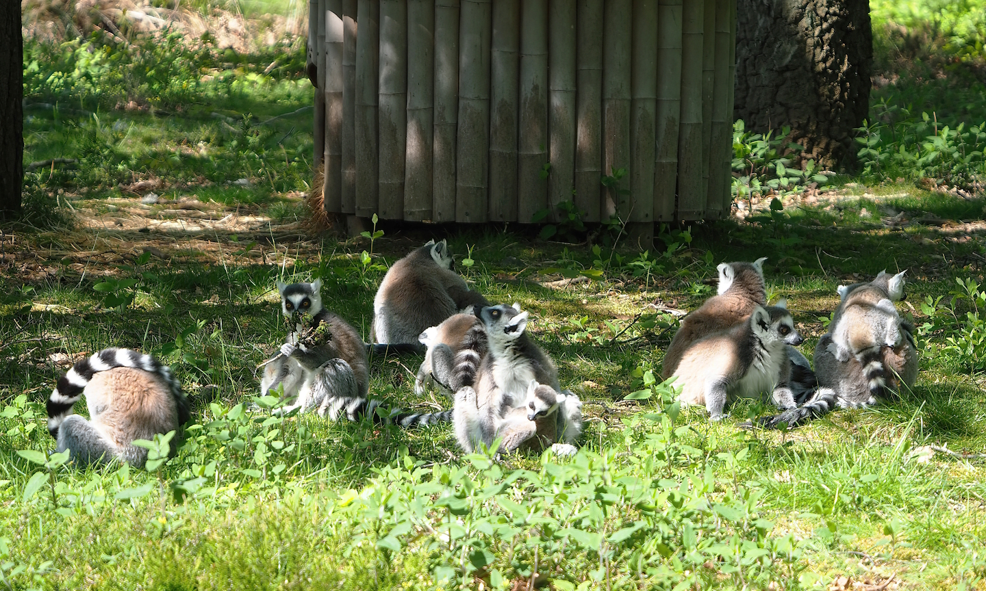 Ring-tailed lemurs (Lemur catta), 2023-05-19