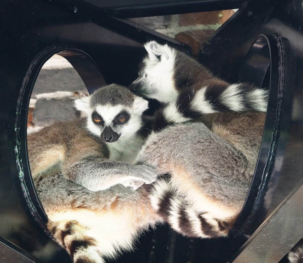 Ring-tailed lemurs (Lemur catta), 2023-07-08