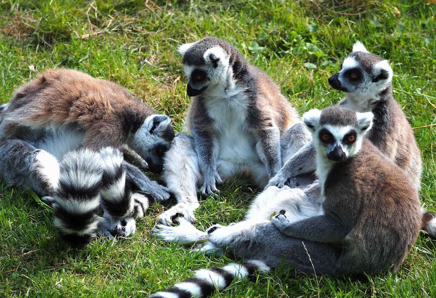 Ring-tailed lemurs (Lemur catta), 2023-07-26