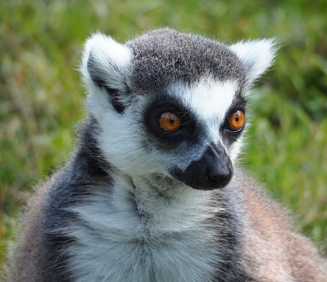 Ring-tailed lemurs (Lemur catta), 2023-07-26
