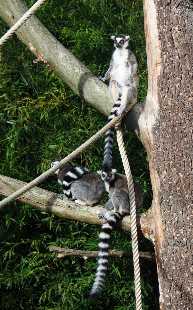 Ring-tailed lemurs (Lemur catta), 2023-09-19