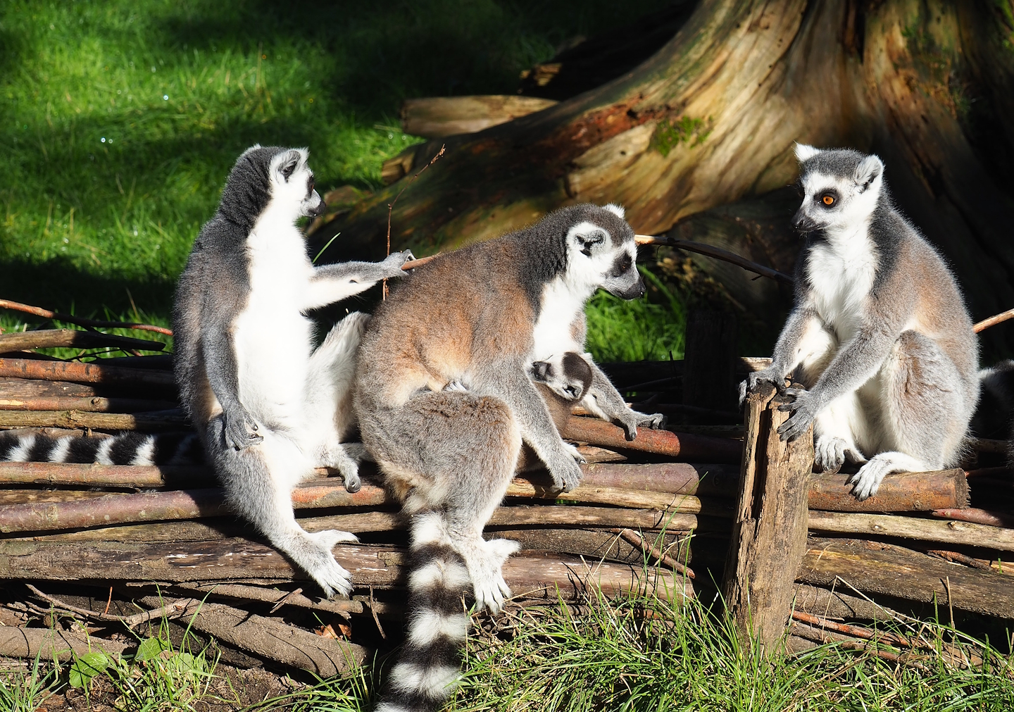 Ring-tailed lemurs (Lemur catta), 2023-09-24