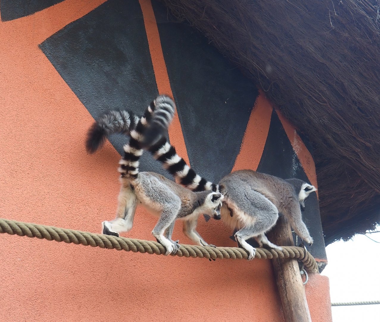 Ring-tailed lemurs (Lemur catta), 2023-10-13