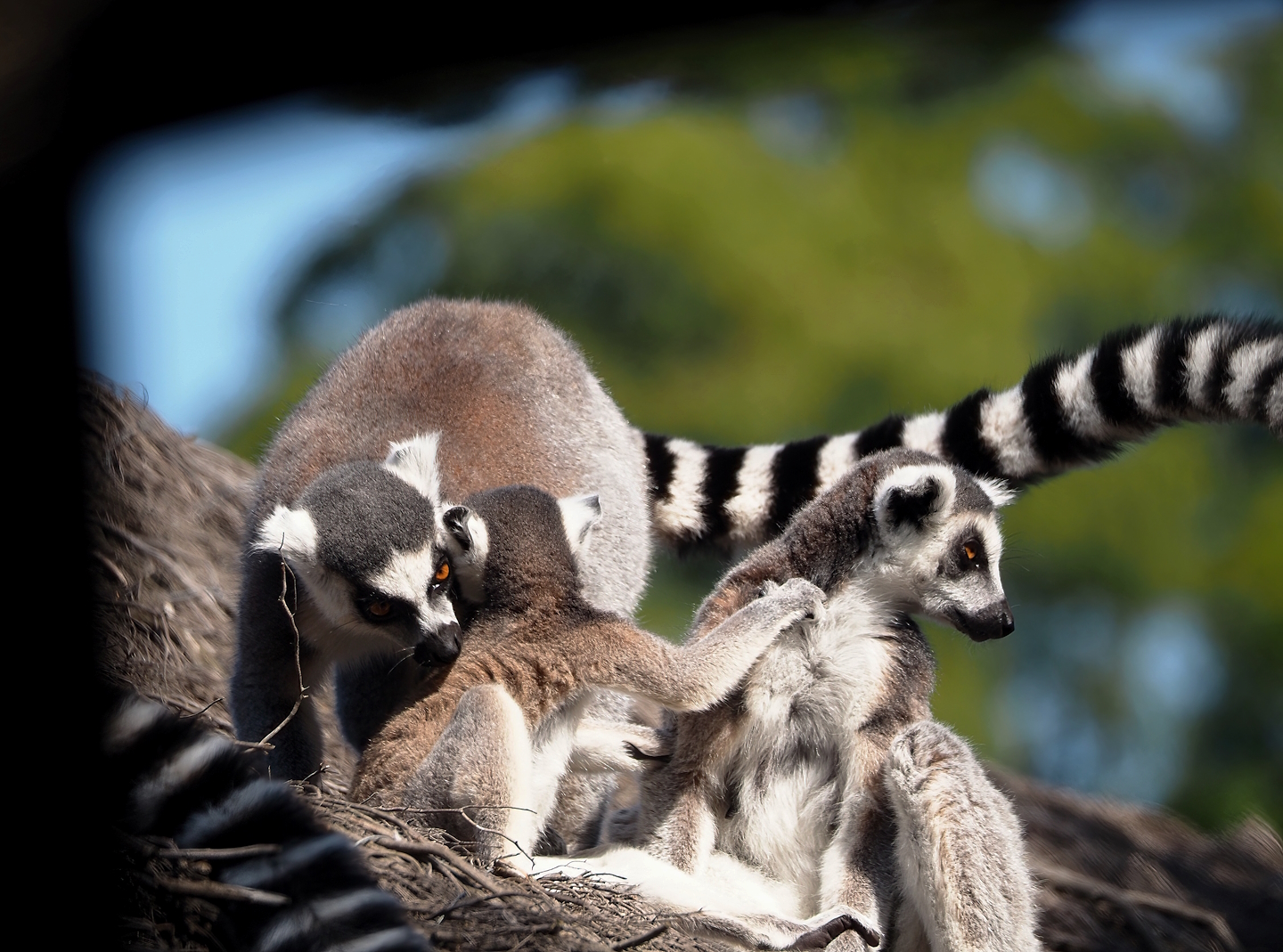 Ring-tailed lemurs (Lemur catta), 2024-09-17