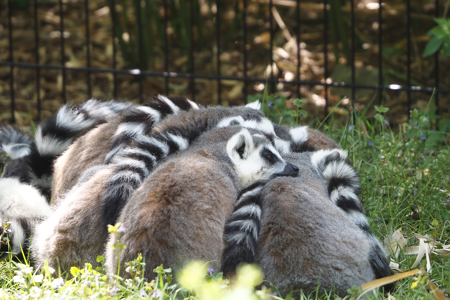 Ring-tailed lemurs (Lemur catta), 2025-04-30