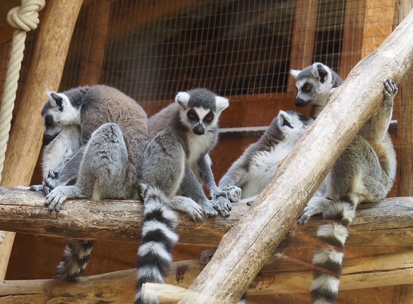 Ring-tailed lemurs (Lemur catta), 2025-05-22