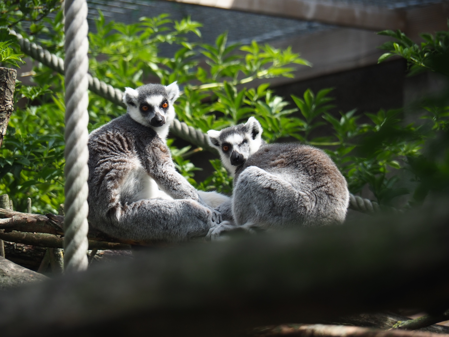 Ring-tailed lemurs (Lemur catta)