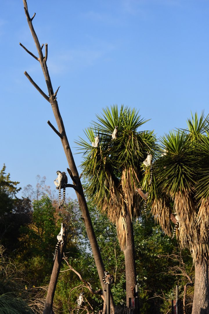Ring tailed lemurs (Lemur catta)