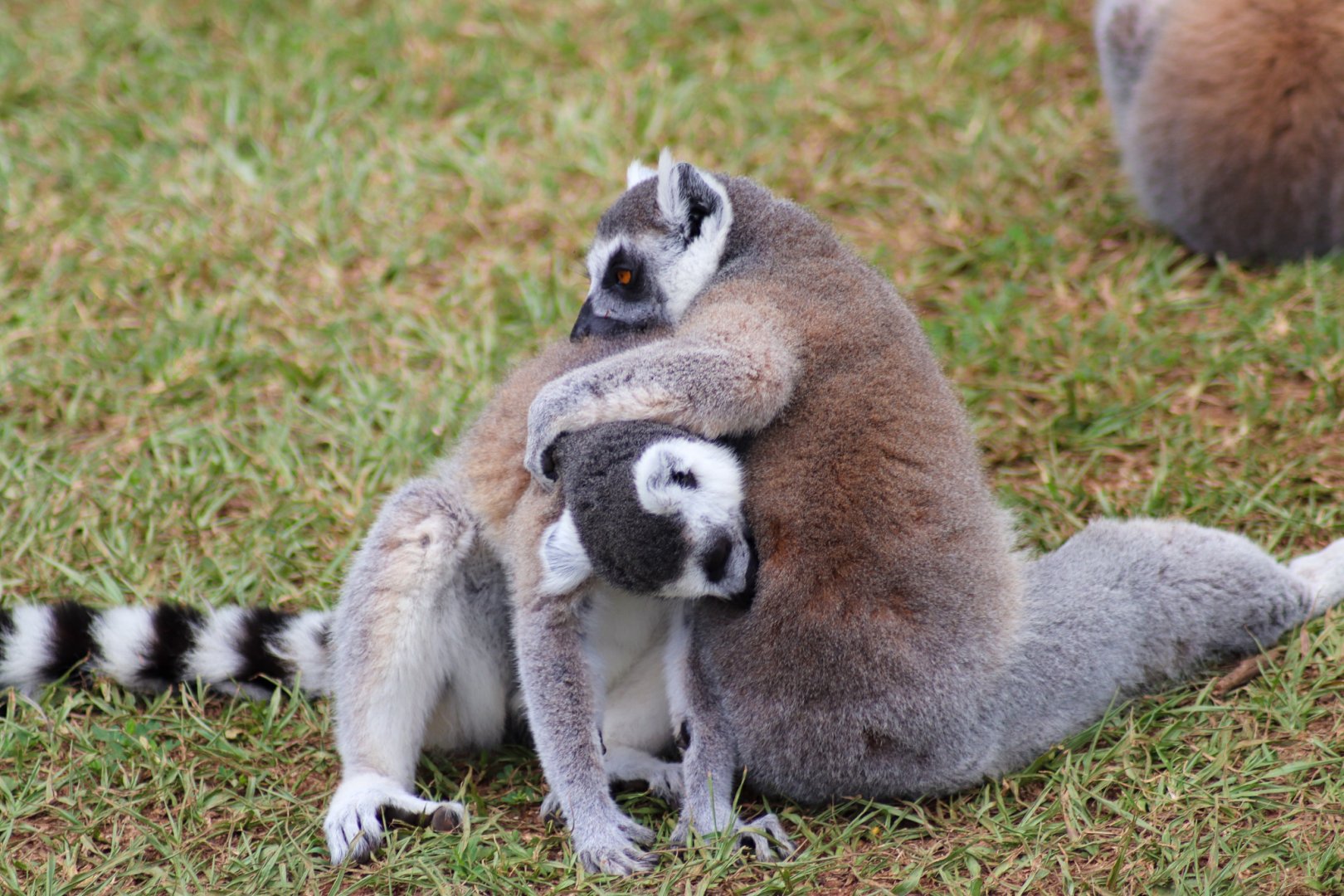 Ring-tailed Lemurs (Lemur catta)